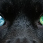 Olhos do seu pet revela