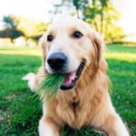Cachorro comendo grama feliz