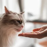 Gato recebendo remedio calmo