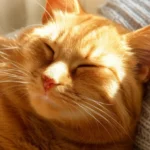 Gato ronronando feliz thumbnail