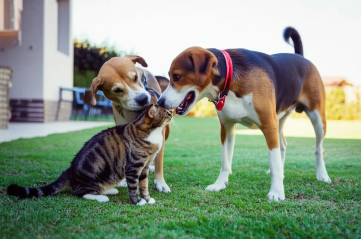 Dois cães e um gato brincando pacificamente em um jardim