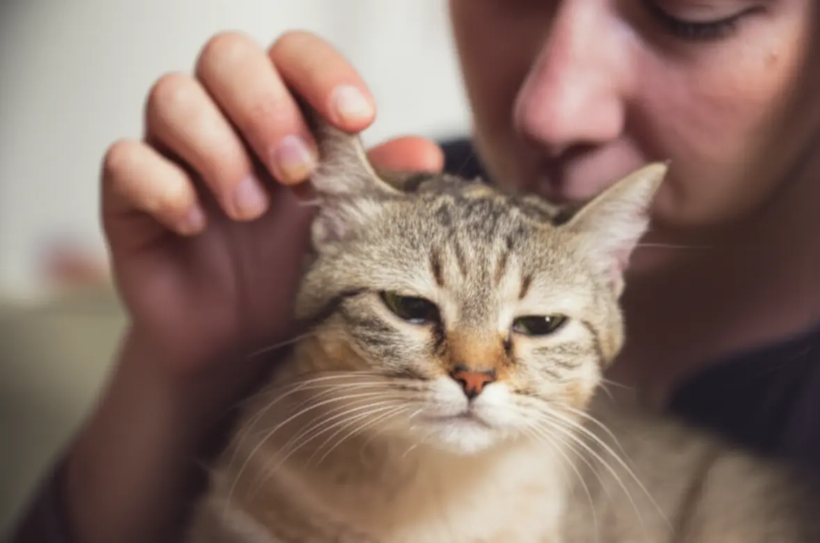 Gato com orelhas quentes, verificando febre felina.
