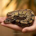 Píton-bola domesticada na mão de um tutor.