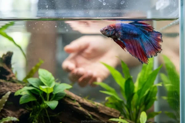 Peixe betta azul e vermelho em aquário, com expressão de cansaço.
